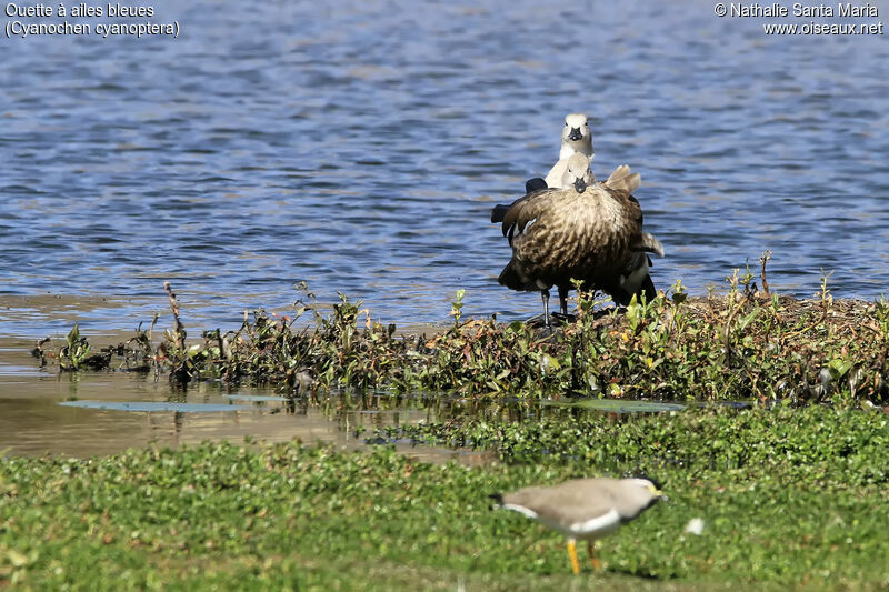 Blue-winged Gooseadult, identification, habitat