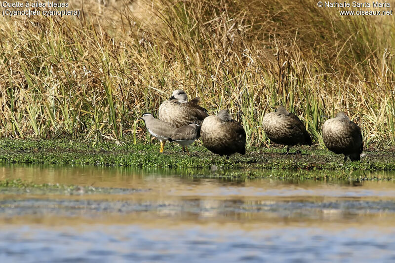 Ouette à ailes bleues, habitat