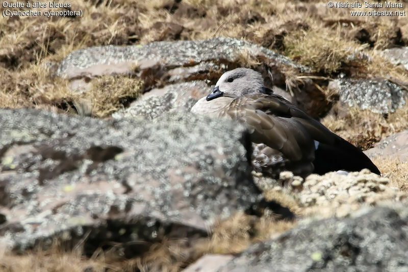 Ouette à ailes bleuesadulte, identification, habitat