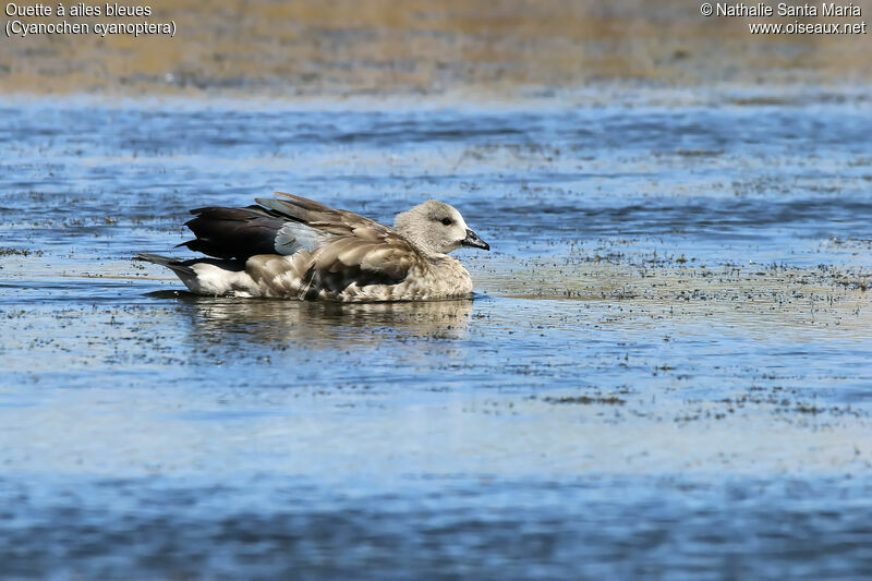 Blue-winged Gooseadult, identification, habitat, swimming