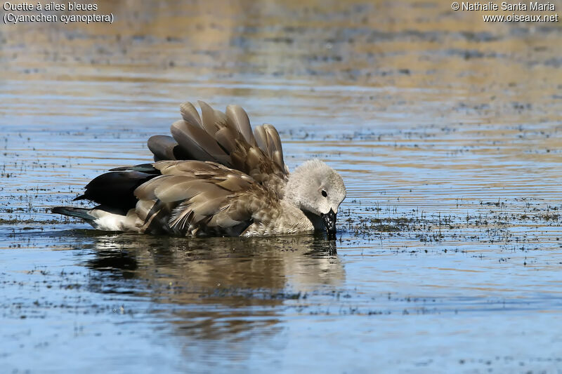 Blue-winged Gooseadult, identification, swimming