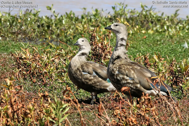 Blue-winged Gooseadult, habitat