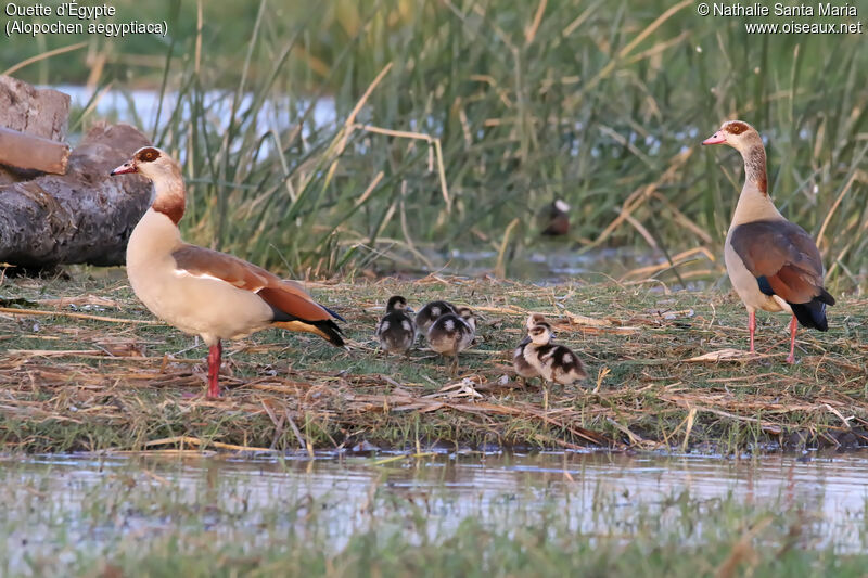 Ouette d'Égypte, identification, habitat