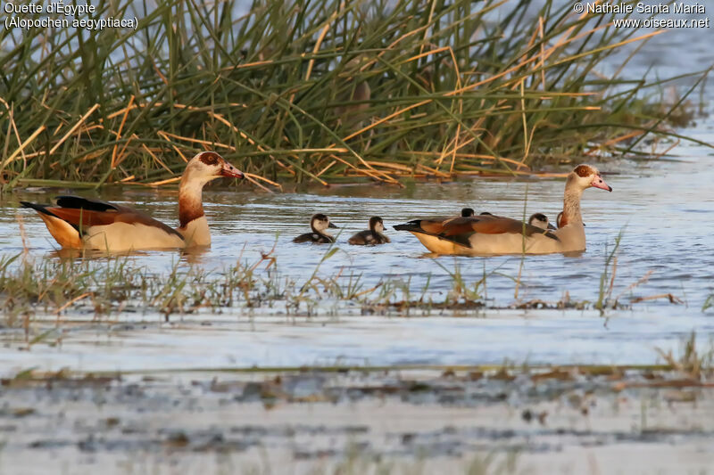 Ouette d'Égypte, identification, habitat, nage