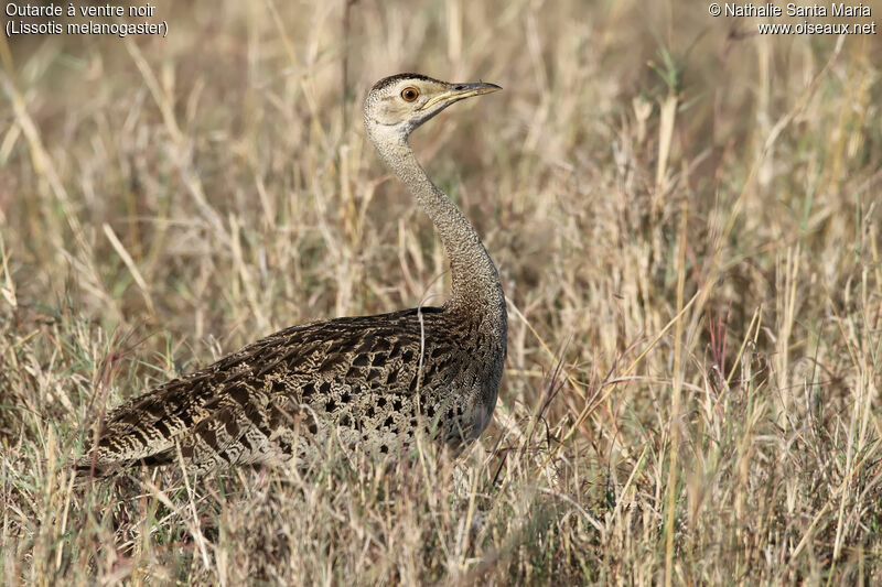 Black-bellied Bustard female adult, identification, habitat, walking