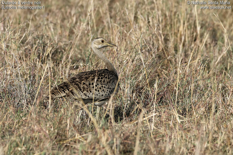 Black-bellied Bustard female adult, identification, habitat, walking