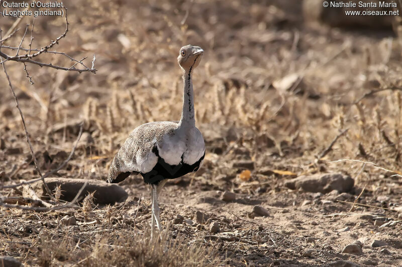 Buff-crested Bustardadult, identification, habitat, walking