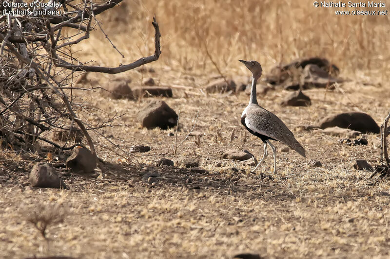 Buff-crested Bustardadult, habitat, walking