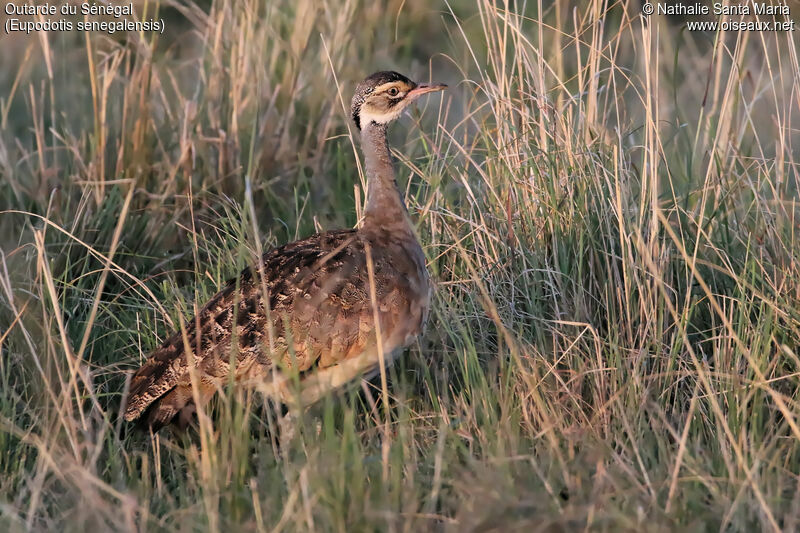 White-bellied Bustard female adult, identification, habitat, walking