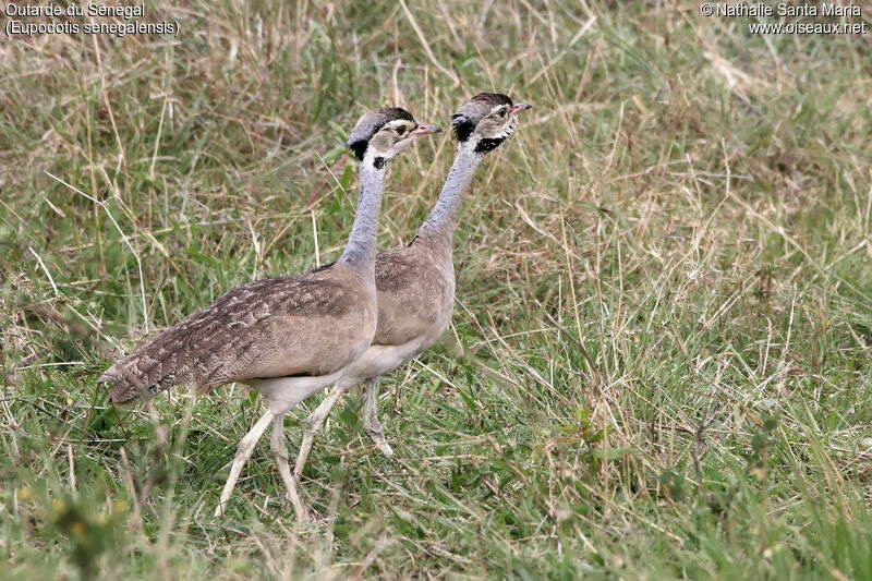 White-bellied Bustard male adult, identification, habitat, walking