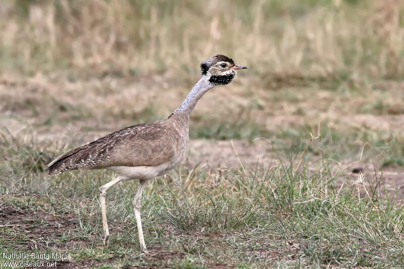 Outarde du Sénégal mâle adulte, identification