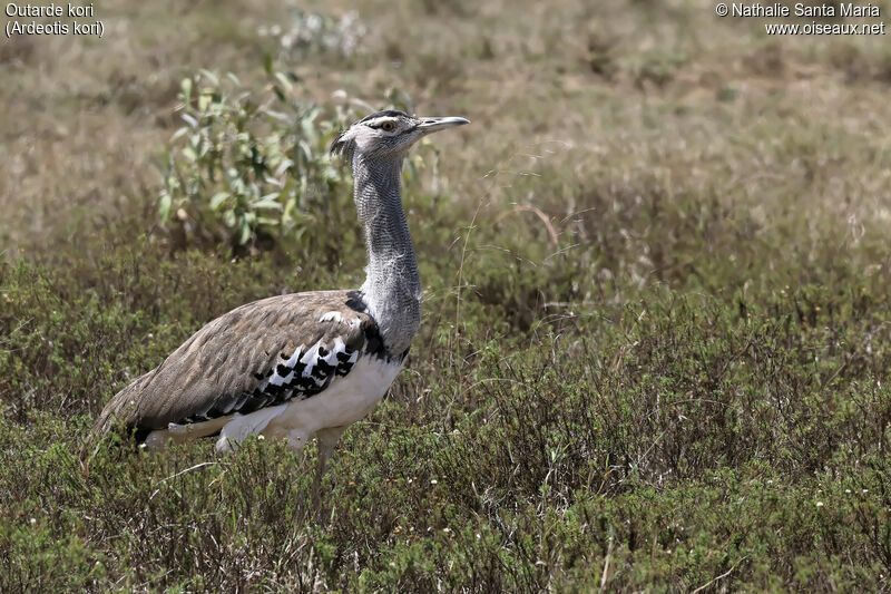 Kori Bustardadult, identification, habitat