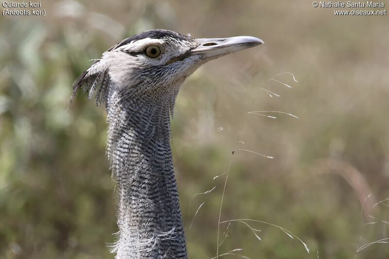 Kori Bustardadult, identification, close-up portrait