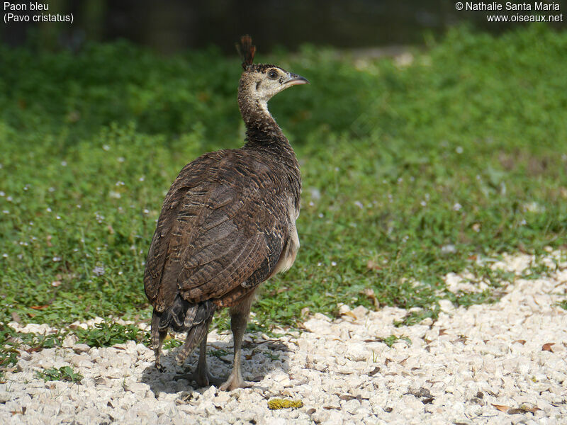 Indian Peafowljuvenile, identification