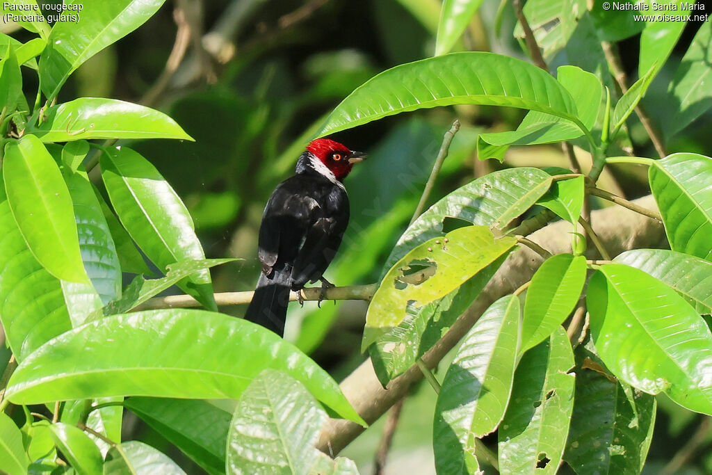 Paroare rougecapadulte, identification