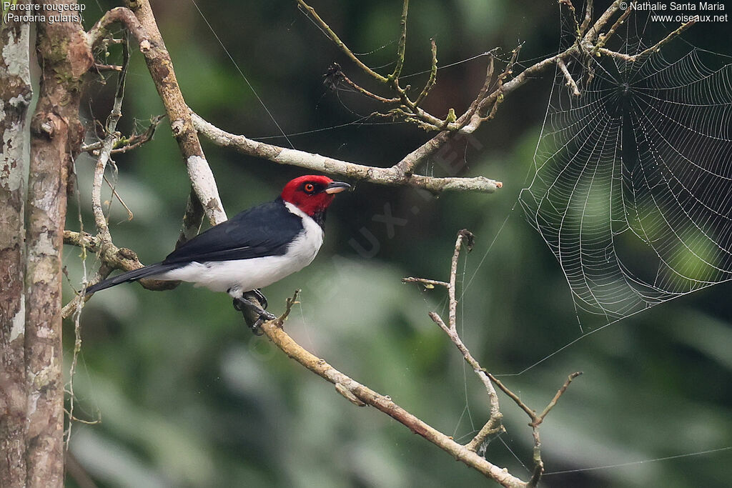 Paroare rougecapadulte, identification, pêche/chasse
