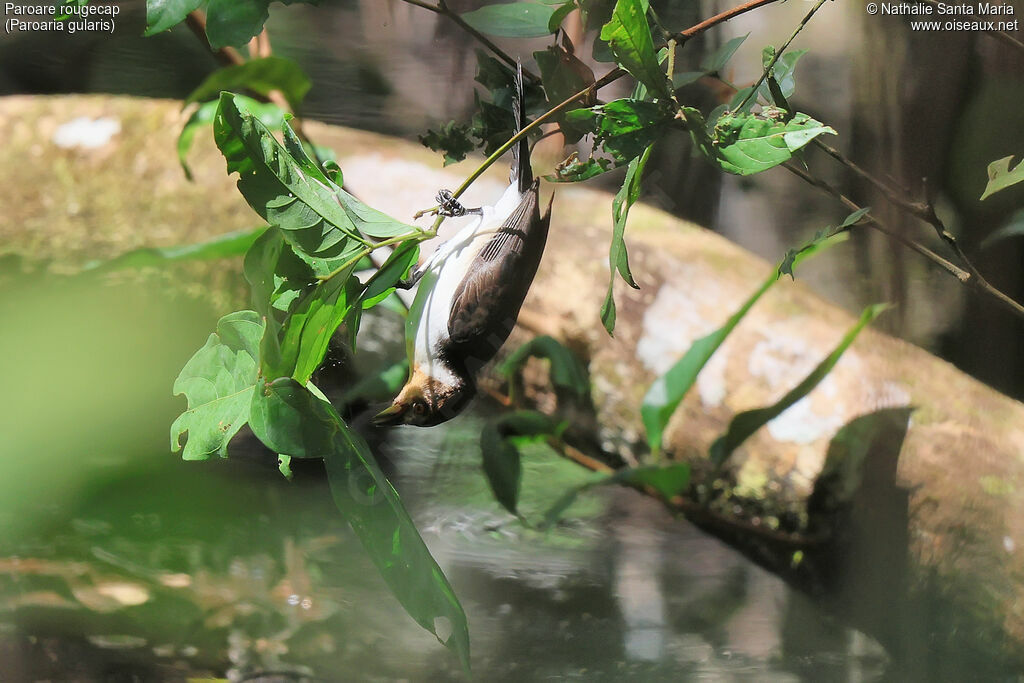 Paroare rougecapimmature, identification, pêche/chasse