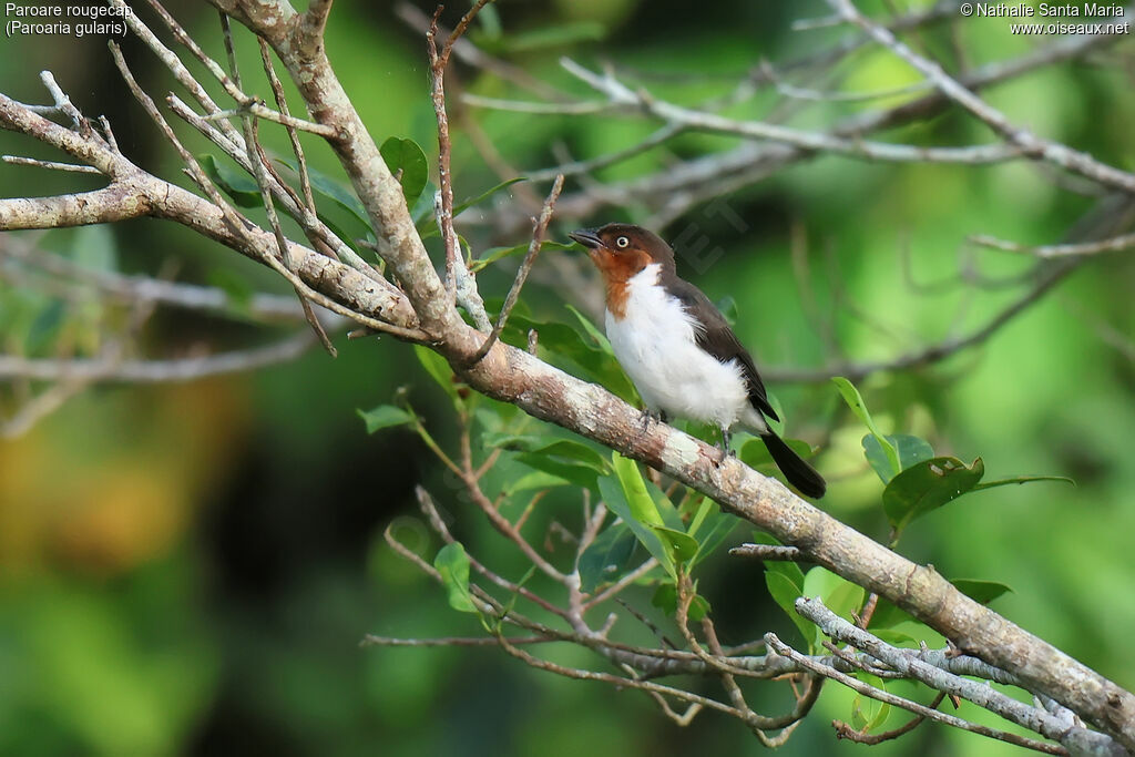 Paroare rougecapimmature, habitat