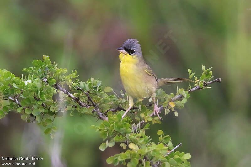 Grey-crowned Yellowthroatadult, identification, fishing/hunting