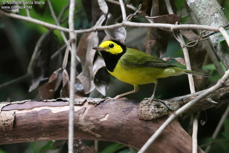 Hooded Warbler, identification