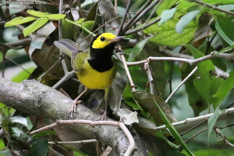 Paruline à capuchonadulte, identification