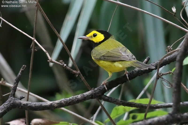 Paruline à capuchonadulte, identification