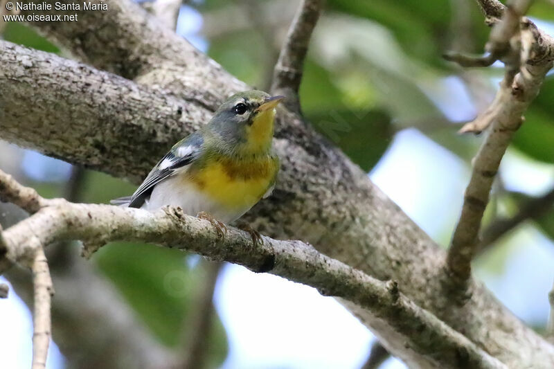 Northern Parula male, identification