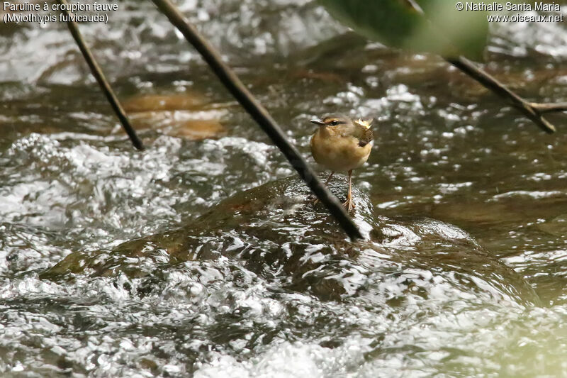 Buff-rumped Warbleradult, habitat, fishing/hunting