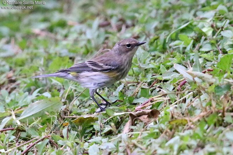 Paruline à croupion jaune femelle adulte, pêche/chasse