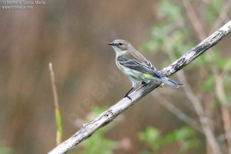 Myrtle Warbler female adult, identification