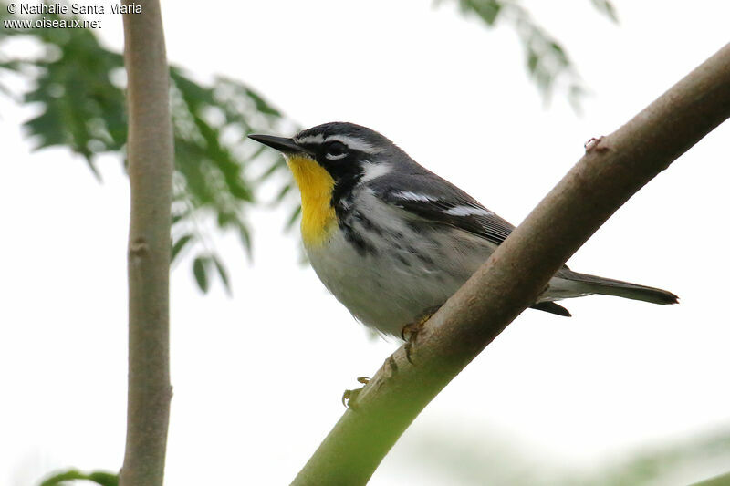 Yellow-throated Warbleradult, identification