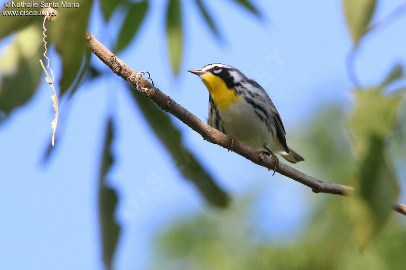 Yellow-throated Warbleradult, identification