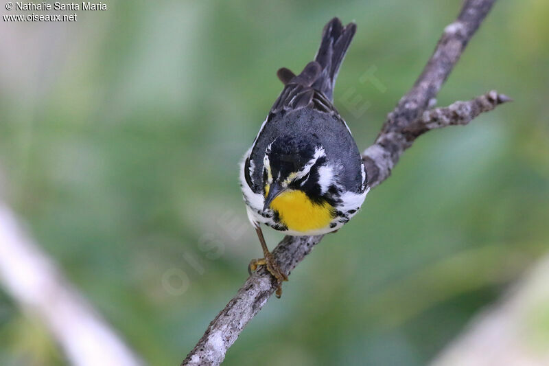 Yellow-throated Warbleradult, identification