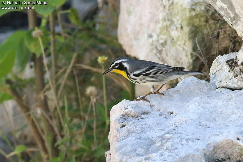 Paruline à gorge jauneadulte, identification