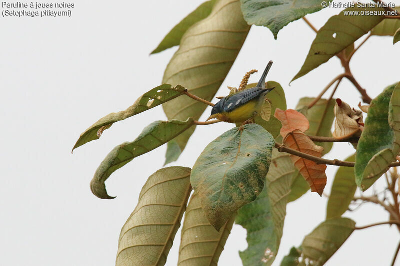 Tropical Parulaadult, identification