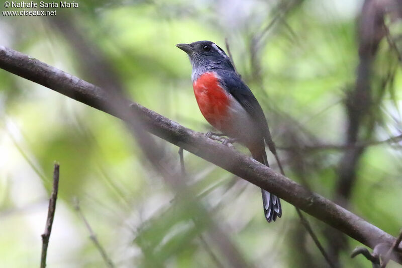 Grey-throated Chat male adult, identification