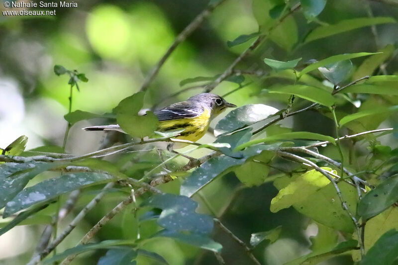 Magnolia Warbler female adult