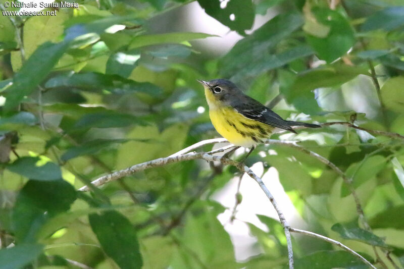 Magnolia Warbler female adult, identification