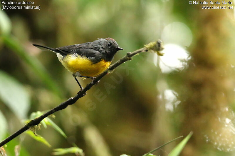 Slate-throated Whitestartadult, identification