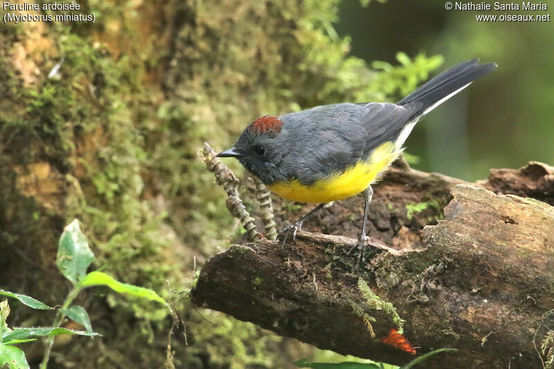 Slate-throated Whitestartadult, identification, fishing/hunting