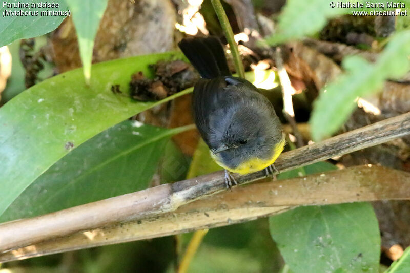 Paruline ardoiséejuvénile, identification