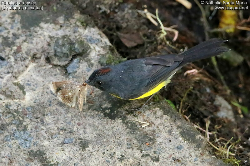 Slate-throated Whitestartadult, identification, feeding habits