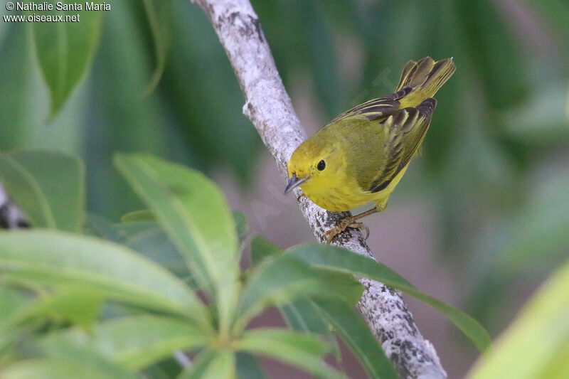 Paruline des mangroves femelle adulte, identification