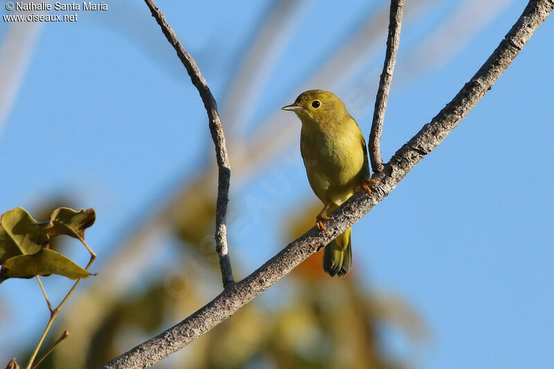 Paruline des mangroves femelle adulte, identification