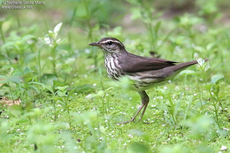 Paruline des ruisseauxadulte, identification