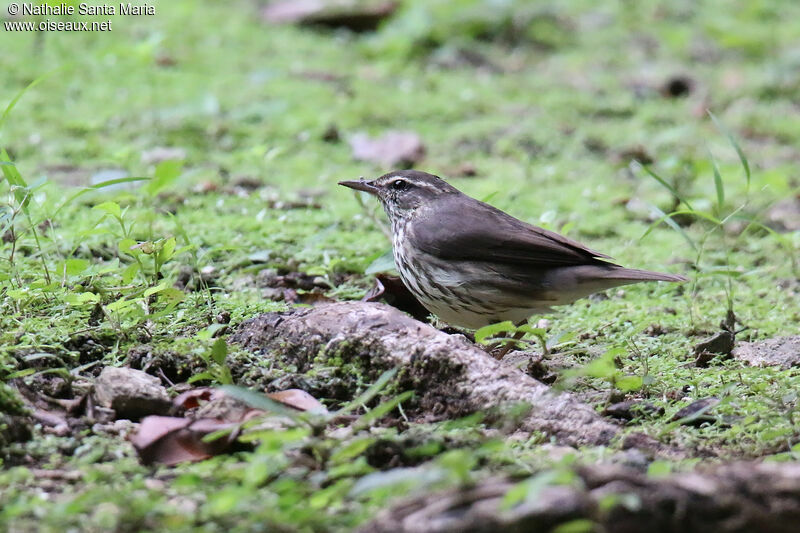 Paruline des ruisseauxadulte, identification