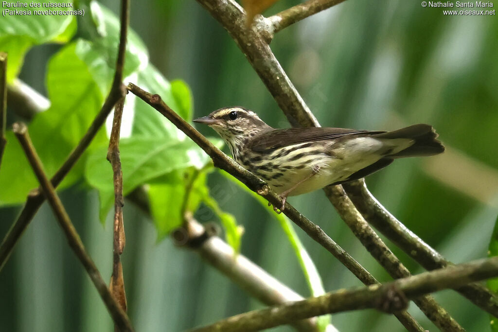 Paruline des ruisseauxadulte, identification