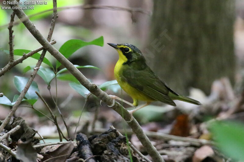 Kentucky Warbleradult, identification