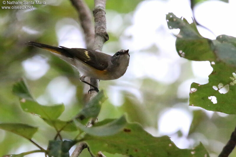 American Redstart female adult, identification