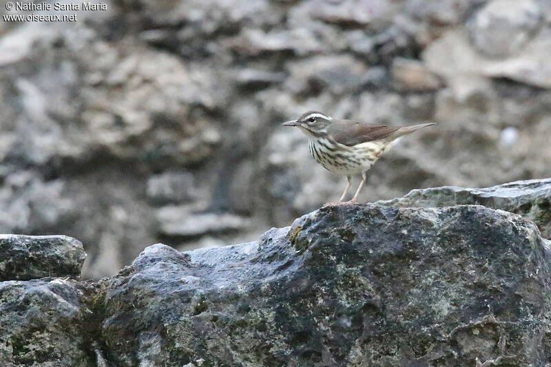 Paruline hochequeueadulte, identification